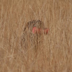 Labby im Feld