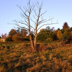 Baum im Herbst