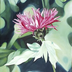 Korbblütler, Öl a. Lw., 60×50 cm, 2005