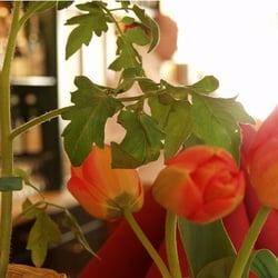 Mohn