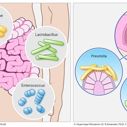 Illustrationen für Sachbuch zum Mikrobiom (Graefe & Unzer Verlag)