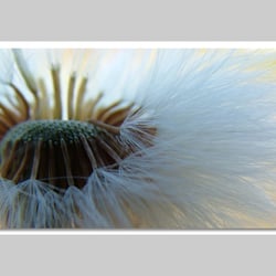 Makrofotografie