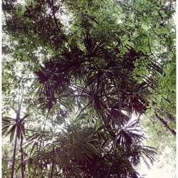 RAINFOREST .04