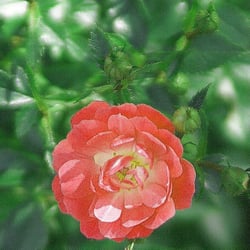 DSC02328