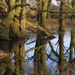Lehmkuhle Dungelbeck