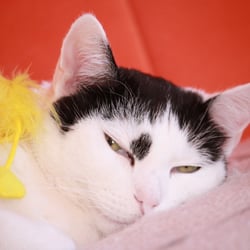 Bastet and the Bird…04