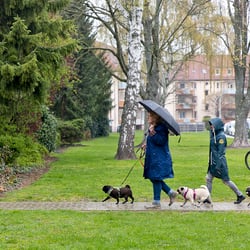 Mensch und Mops