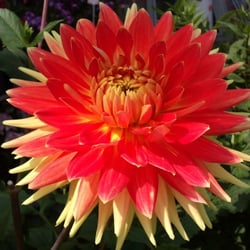 Natur 2012 Blumen