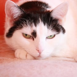 Bastet the Cat 2012 Teil 02