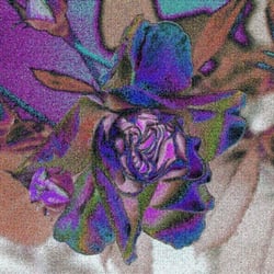Rose7
