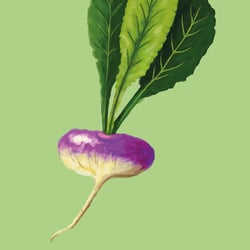 Mairübe, digitale Illustration, 2020