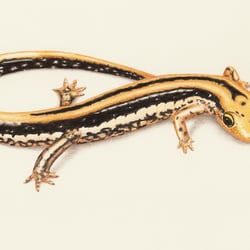 Salamander