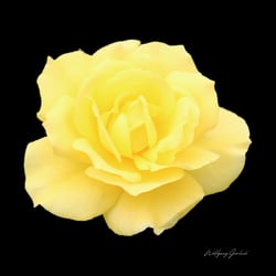 Yellow Rose
