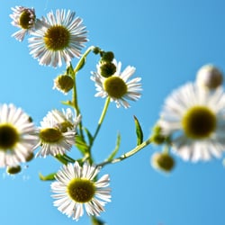 just flowers 08