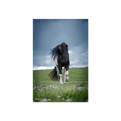Tierfotografie StephanieBaer  0019