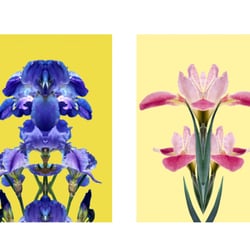 „Flowers on Speed“ 2, digital collage