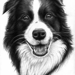 Border Collie