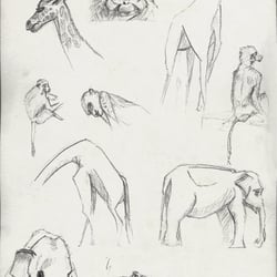 Studie | Tiere | Berliner Zoo |Bleistift