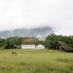 Reportage „Denn ewig Grünen die Wälder“