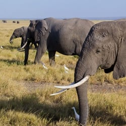 amboseli np8