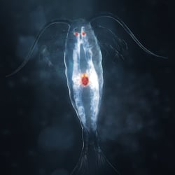 Plankton | TiefenWerft
