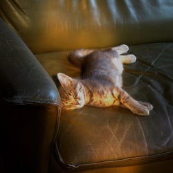 Sleep
