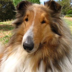 MERLIN | MORNINGTON | AUSTRALIEN