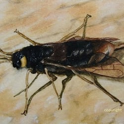 Riesenholzwespe, Aquarell auf Papier