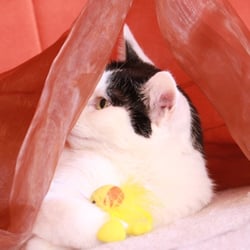 Bastet the Cat 2012 Teil 02