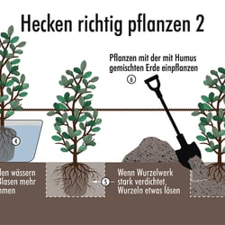 Informationsgrafik „Hecke pflanzen“