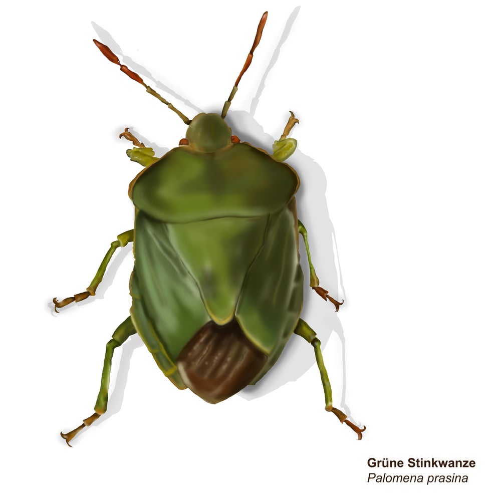 grüne Stinkwanze