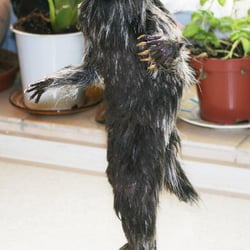 BJD Werwolf