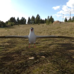 Küstenseeschwalbe