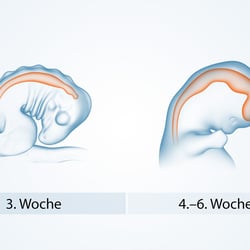 Gehirnentwicklung während der Schwangerschaft und nach der Geburt – 3D Illustrationen