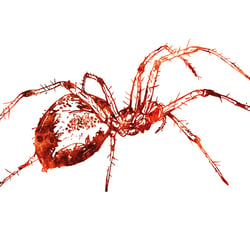 spider ||