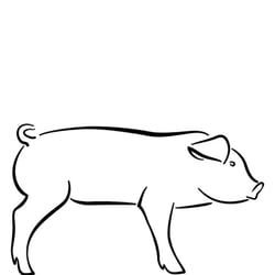 Schwein