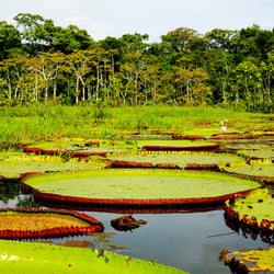 Amazonas-Peru1-Kopie
