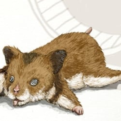 Mach’ mal Pause – Hamster im Laufrad
