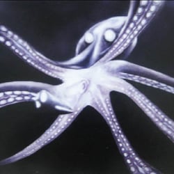 Kraake