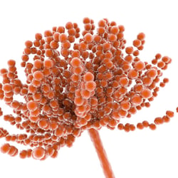 medizinische Illustration Aspergillus flavus