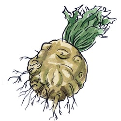 Kohlrabi-rein-web