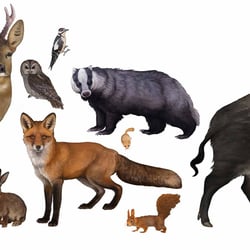 Waldtierillustrationen zur Erstellung lebensgroßer Aufsteller