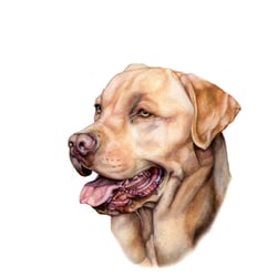 Labrador Retriever gelb