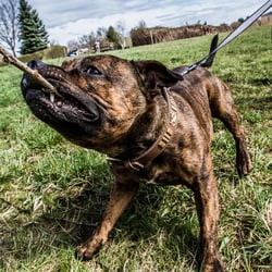 hund5