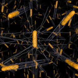 Salmonella