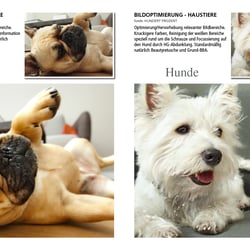 Tiere Bildoptimierung