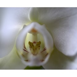 Orchidee