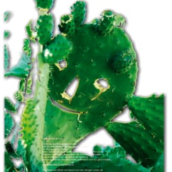 WEBSITE BIOHOF KARABABAS 2009 – Site 12