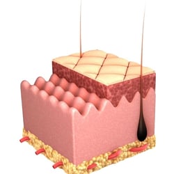 Epidermis draft 1
