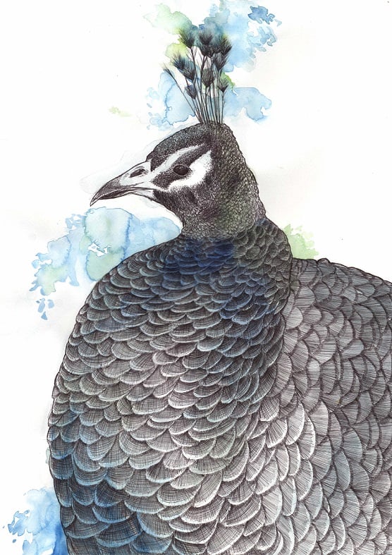 Pfau – Wurde auf der 4. Europäischen Jugend-Kunst Ausstellung Essen/Herne präsentiert